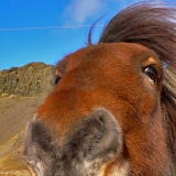 horse246