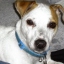 chilldog43