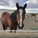 Horse Mom