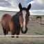 Horse Mom