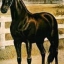 Dan Patch