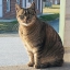 Mr. Cat