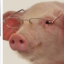 hogman