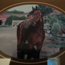 WHITELAND DREAM