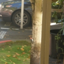Red Headed Woodpecker- Little Red 002